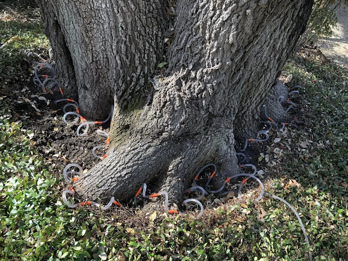Detailed Tree Cabling and Bracing job site in Harpers Ferry